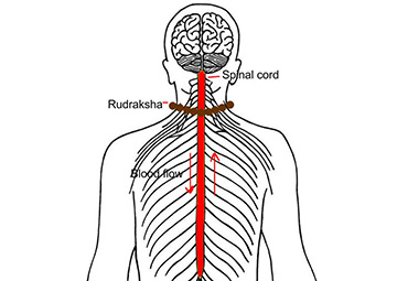 RUDRAKSHA’S EFFECT ON THE BODY (SENSES, SKIN AND EMOTIONS)